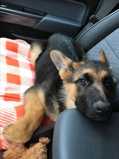 a dog laying on the back seat of a car