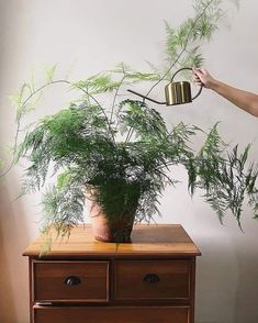 a person holding a watering can over a potted plant on top of a dresser