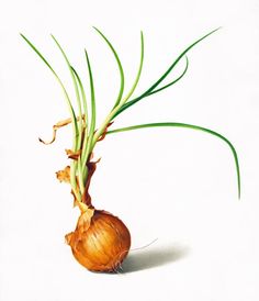 an onion is shown with green leaves on the top and bottom end, in front of a white background