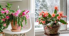 pink flowers are in pots next to a window