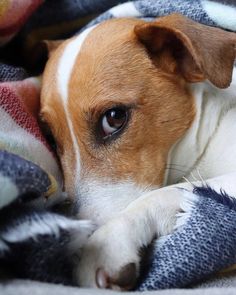 a brown and white dog laying on top of a blanket