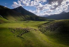 a herd of sheep grazing in the middle of a green valley with mountains in the background