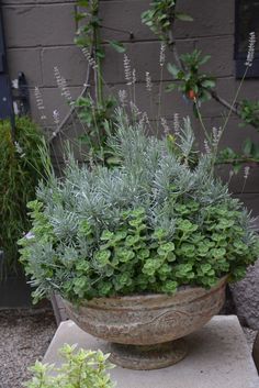 a planter filled with lots of green plants