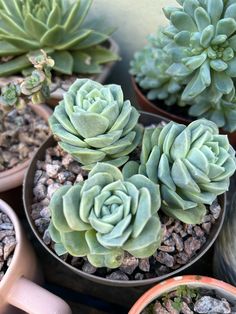 several potted plants sitting on top of each other