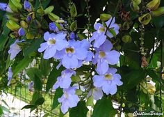 blue flowers are growing on the tree outside