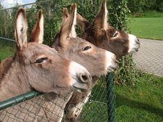 two donkeys standing next to each other behind a fenced in area with green grass