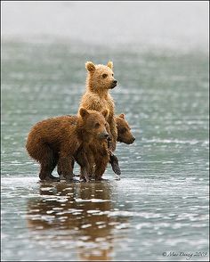 two brown bears standing on top of each other in the water with caption that reads, when a fit chick in yoga pants heads towards the squat rack