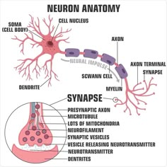 the anatomy of an organ and nervous system, with labels on each side of it