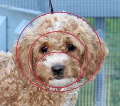 a brown dog with red circles around it's head