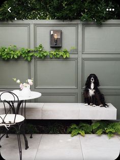 a black and white dog sitting on top of a bench next to a small table