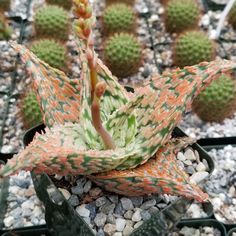 a close up of a succulent plant in a container