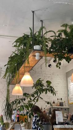 the plants are hanging from the ceiling above the counter