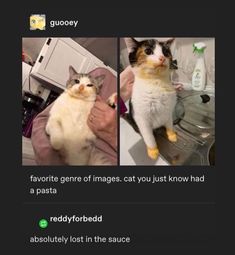 two pictures of a cat with caption that reads, favorite general images cat you just know had a pasta ready for bed absolutely lost in the sauce