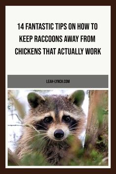 Use these tips and tricks to help you keep raccoons away from chickens. Learn how to protect your flock from predators. Small Farm