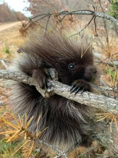 a porcupine is holding on to a tree branch