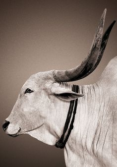 an animal with large horns standing in front of a black and white background