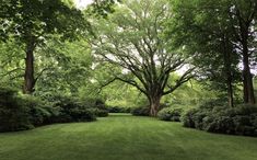 a lush green lawn surrounded by trees and bushes