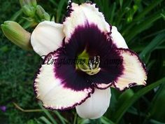 a purple and white flower with green leaves in the background