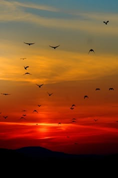 a flock of birds flying in the sky at sunset