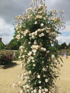 a bush with white flowers growing on it