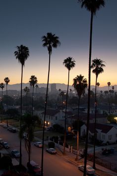 palm trees line the street in front of a city at dusk with mountains in the background