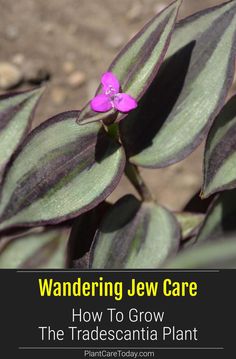 a purple flower with the words wandering jew care how to grow the tradescantia plant