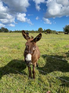 a brown and white donkey standing on top of a grass covered field next to a wire fence