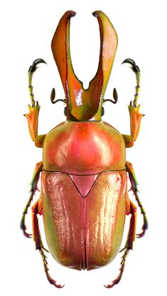 a close up of a beetle on a white background with clippings to the side