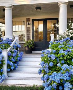 blue hydrangeas line the front steps of a house