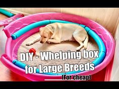 a dog laying on top of a pink and blue mat with the words diy - whelping box for large breeds