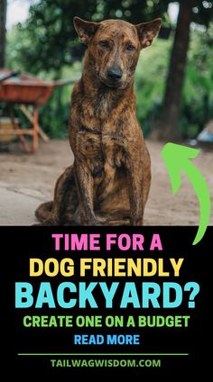 a dog sitting on the ground with text reading time for a dog friendly backyard? create one on a budget read more