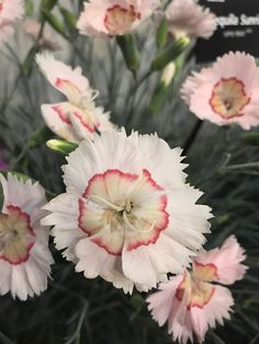 some pink and white flowers are blooming together