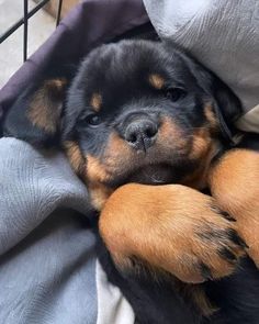 a black and brown dog laying on top of a blanket