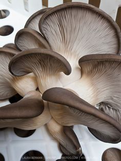 a group of mushrooms that are on the side of a table with holes in it