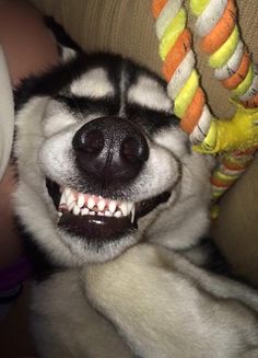 a dog with its mouth open and teeth wide open, laying down on the couch