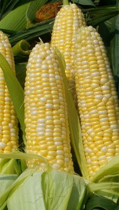 corn on the cob is ready to be picked