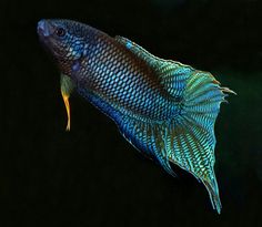 a blue and green fish in the dark