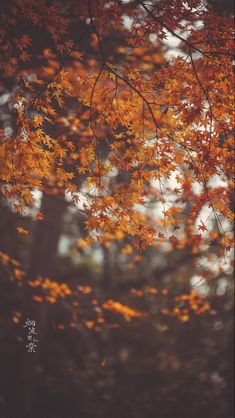 an orange tree with lots of leaves in the foreground and trees in the background