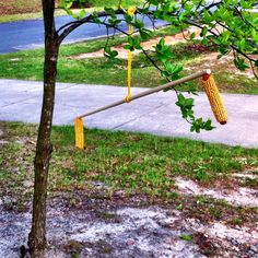 corn on the cob hanging from a tree in front of a sidewalk and street