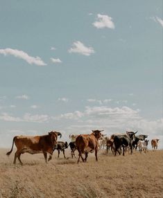 a herd of cattle walking across a dry grass covered field under a cloudy blue sky