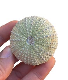 a hand is holding a white sea urchin