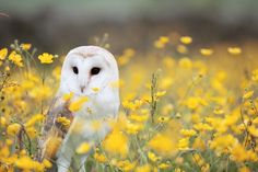 an owl standing in a field of yellow flowers