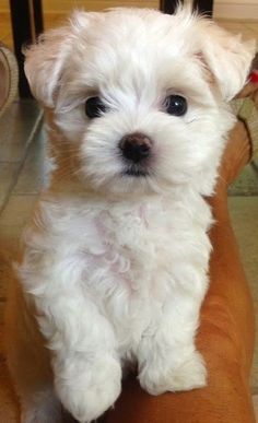 a small white dog sitting on top of a person's arm