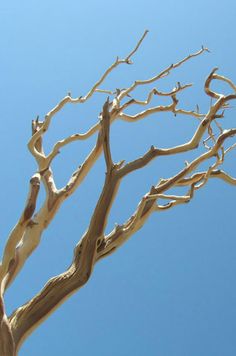 a tree with no leaves is shown against the blue sky