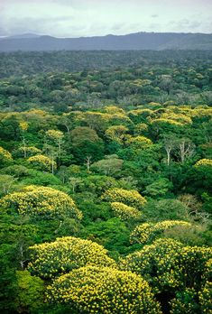 a forest filled with lots of green trees and yellow flowers on top of each other