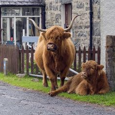 two brown cows standing next to each other on the side of a road in front of a stone building