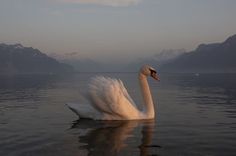 a white swan floating on top of a body of water