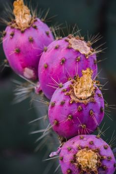 three purple cactus plants with yellow tips on them