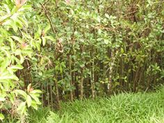 an elephant standing in the middle of a lush green forest