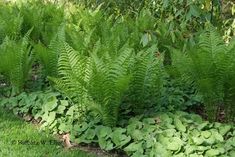 some very pretty green plants in the grass